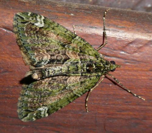 Réf. 267 603 : Chloroclysta siterata